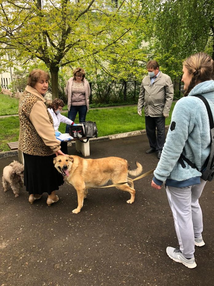 Более 30 животных были привиты от бешенства в микрорайоне Дубровицы Более 30 животных были привиты от бешенства в микрорайоне Дубровицы