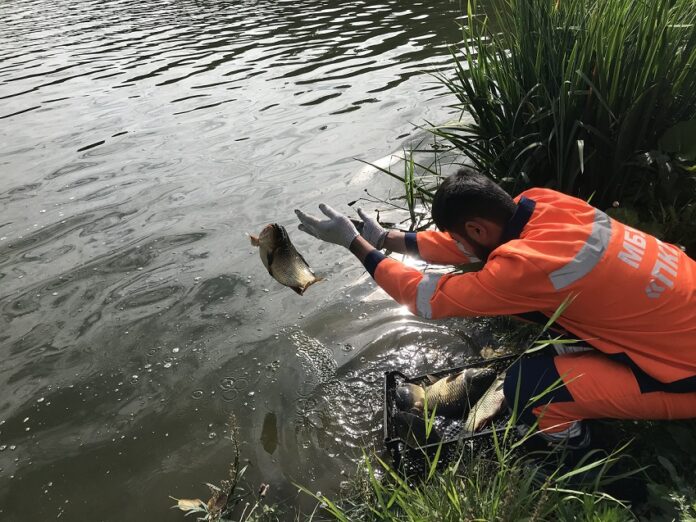 В водоем микрорайона Южный запустили около тонны живого карпа