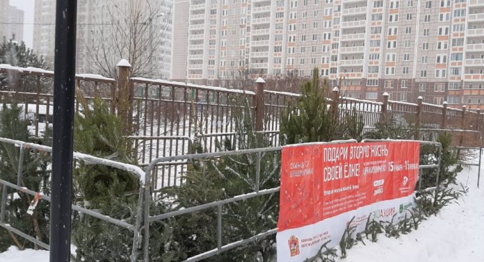 24 кубометра новогодних елок из Подольска отправились на переработку 24 кубометра новогодних елок из Подольска отправились на переработку