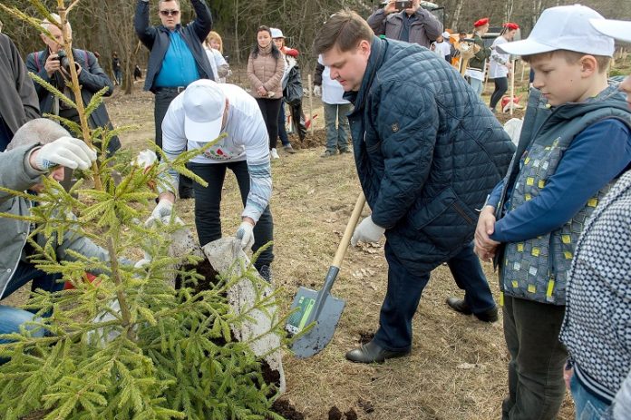 #Вместелучше: участники субботника в лесопарке «Ёлочки» высадили 100 елей на улице Сосновой