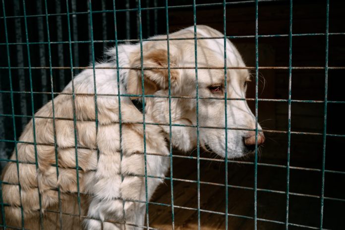 Благотворительную акцию «Лучший друг» провели сотрудники «ЗиО-Подольск» Благотворительную акцию «Лучший друг» провели сотрудники «ЗиО-Подольск»