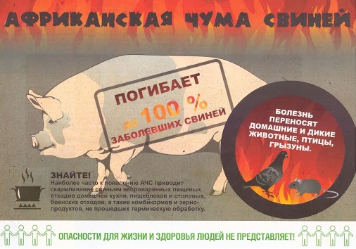 Африканская чума свиней: памятка для населения