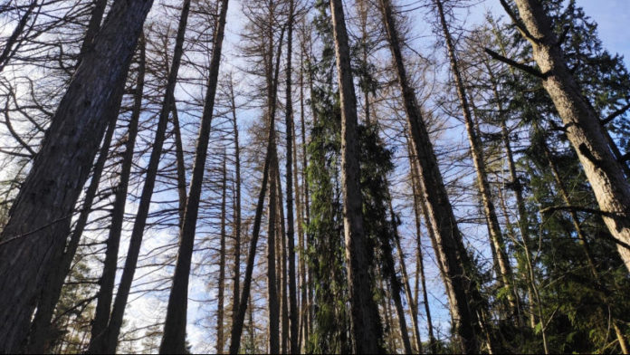 Призываем вас остерегаться диких животных из-за сезонного бешенства