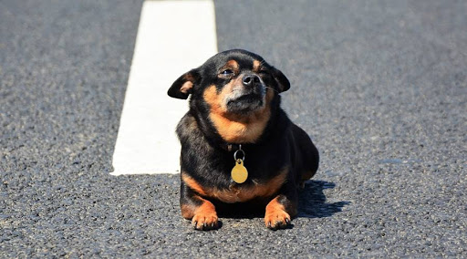 Информируем подольчан: самовыгул опасен для жизни животного