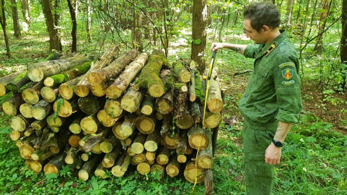 На территориях Большого Подольска провели уборку 34 гектаров леса от неликвидной древесины На территориях Большого Подольска провели уборку 34 гектаров леса от неликвидной древесины
