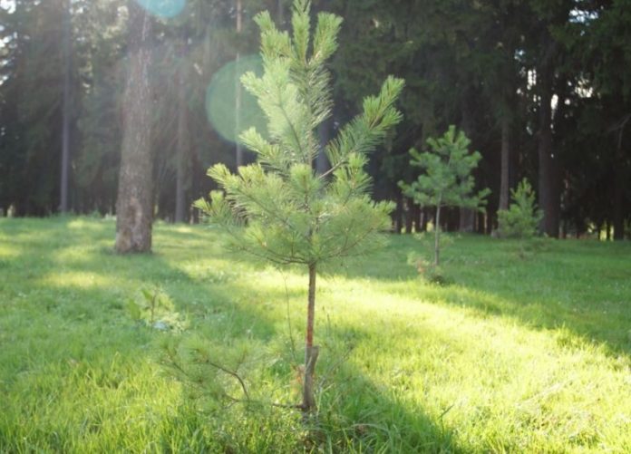 В Подольском лесничестве выполнены работы по дополнению лесных культур