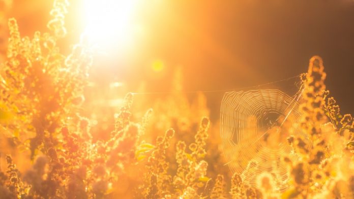 Рекомендации для населения в период сильной жары Рекомендации для населения в период сильной жары