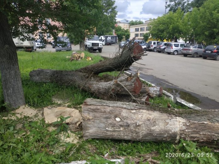 Меропреятия по вырубке сухостойных деревьев проводят в микрорайоне Климовск