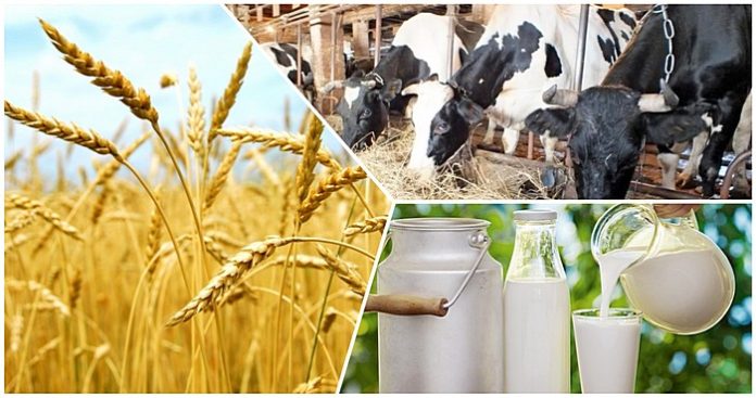 Сотрудники ФНЦ ВИЖ им. академика Л.К. Эрнста – победители конкурса «УМНИК-2019»