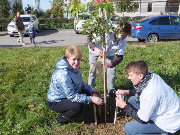 Наш Лес: Более 40 саженцев клена высадили в микрорайоне Кузнечики Наш Лес: Более 40 саженцев клена высадили в микрорайоне Кузнечики