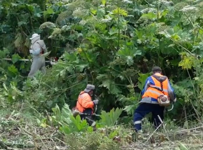 Продолжается работа по уничтожению борщевика Сосновского в большом Подольске Продолжается работа по уничтожению борщевика Сосновского в большом Подольске