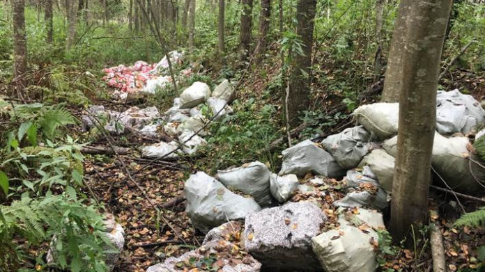 Спецоперация «Антимусорный рейд» стартует в лесах Московской области в среду