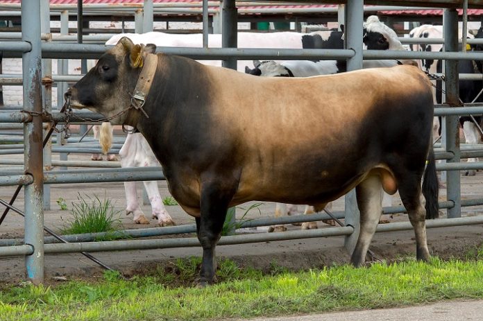 Элитное стадо – отменное молоко Элитное стадо – отменное молоко