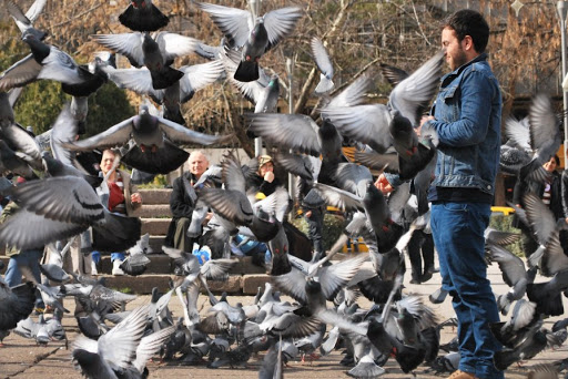 Информируем подольчан: специалисты призывают отказаться от подкармливания диких птиц Информируем подольчан: специалисты призывают отказаться от подкармливания диких птиц