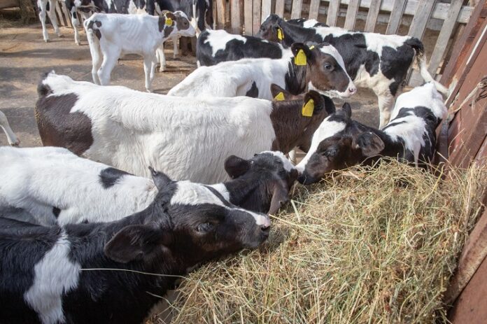 ООО «Агроферма» производит молочную продукцию уже более восьми лет