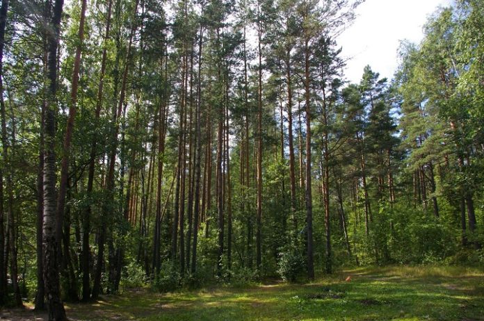 20 октября – все на акцию «Чистый лес»! 20 октября – все на акцию «Чистый лес»!