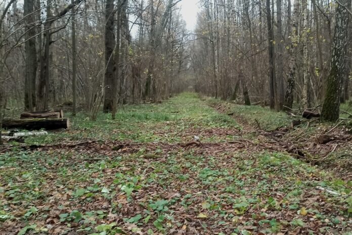 Подольское лесничество информирует: противопожарные мероприятия выполнены в полном объеме
