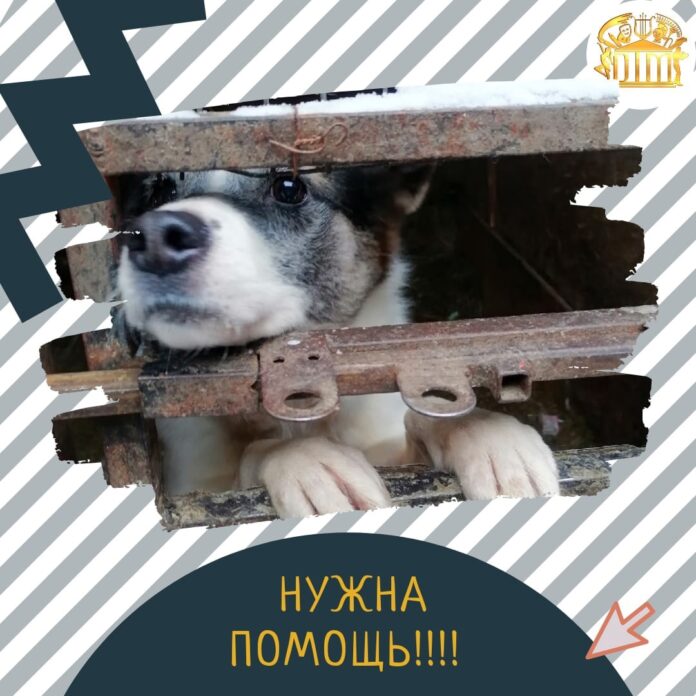 Спасти животных из приюта, который перестал работать пытаются волонтеры Подольска