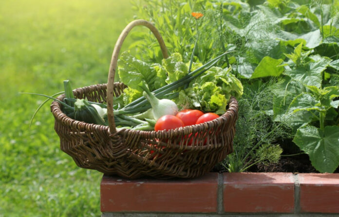 Общественная палата РФ приглашает принять участие в социальном проекте “Добрый огород” Общественная палата РФ приглашает принять участие в социальном проекте “Добрый огород”