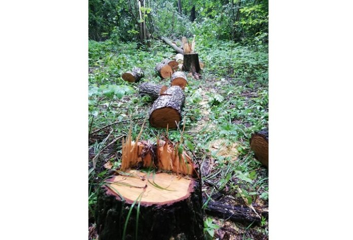 Лес рубят – щепки не летят