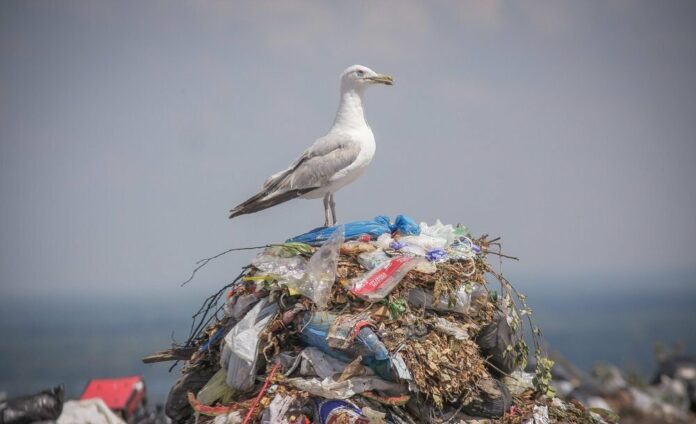 Принять участие в конкурсе видеоблогов и экостатей «В поисках живого добра» может каждый