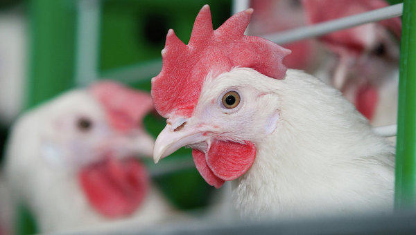 Птичий грипп! Угроза для жизни! Птичий грипп! Угроза для жизни!