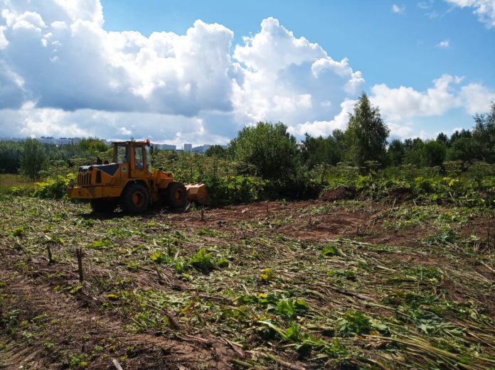 Осмотры пораженных борщевиком сельхозземель поставят в приоритет с 2020 года