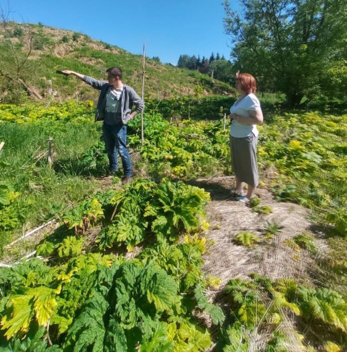 Борьба с борщевиком Сосновского идет полным ходом Борьба с борщевиком Сосновского идет полным ходом