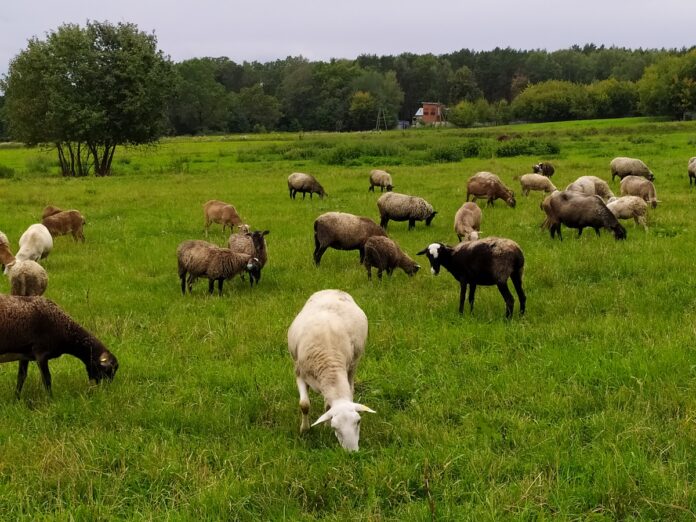 Сотрудники ФГБНУ ФНЦ ВИЖ им. Л.К. Эрнста приняли участие в исследовании последствий исторической интрогрессии...