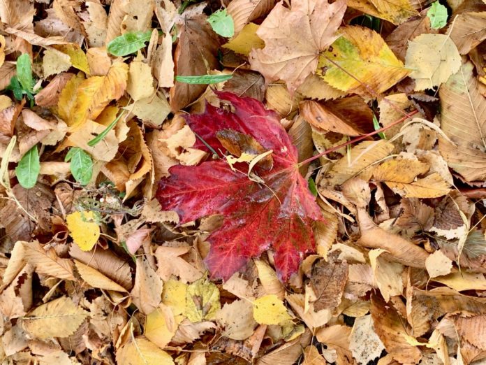 Похолодание в Московском регионе усилится с середины недели