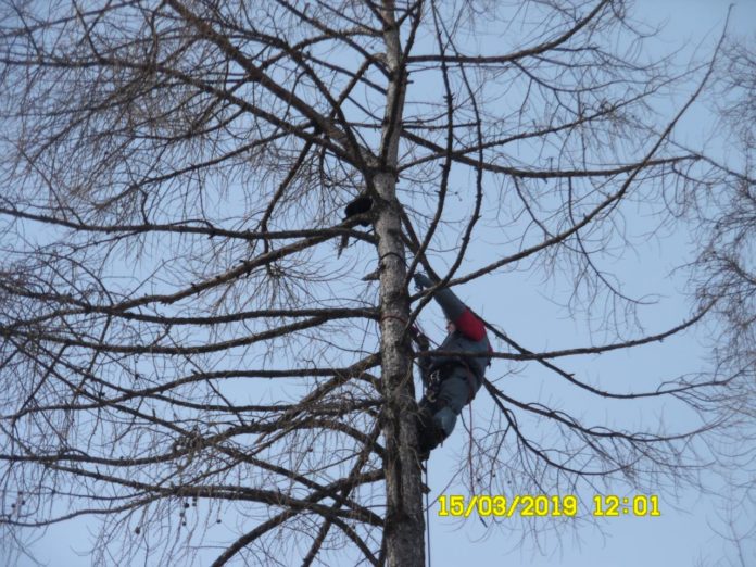 Кота-альпиниста в поселке Дубровицы спасал альпинист-профессионал Кота-альпиниста в поселке Дубровицы спасал альпинист-профессионал