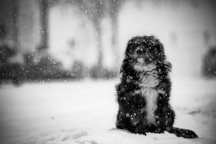 Завершился конкурс любительской фотографии «В объективе зима»