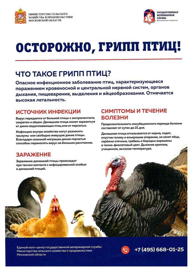 Осторожно: грипп птиц! Осторожно: грипп птиц!