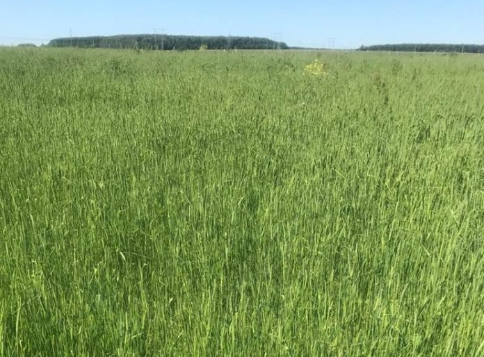 130 гектар земель введено в сельхозоборот предприятием Подольска