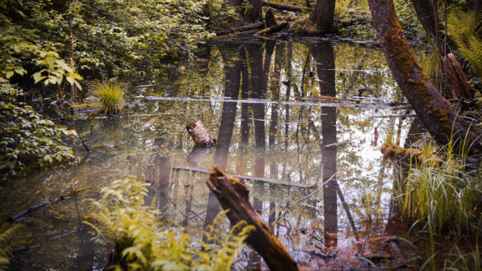 Подольчанам рассказали об охране водно-болотных угодий
