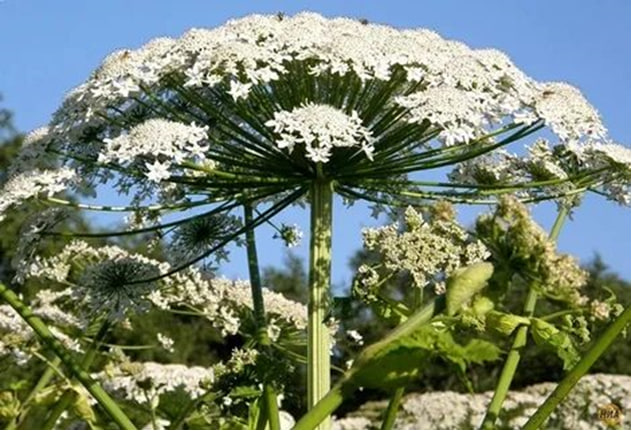 В Подольске началась химическая обработка территорий от борщевика Сосновского В Подольске началась химическая обработка территорий от борщевика Сосновского