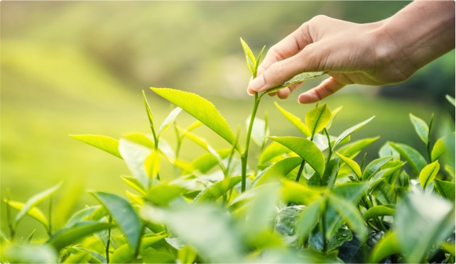 Фонд поддержки производителей органической продукции проводит конкурс грантов Фонд поддержки производителей органической продукции проводит конкурс грантов