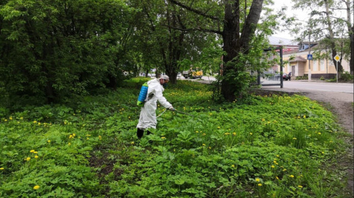 Вниманию подольчан: почти 1,5 тысяч звонков поступило на горячую линию по борьбе с борщевиком...