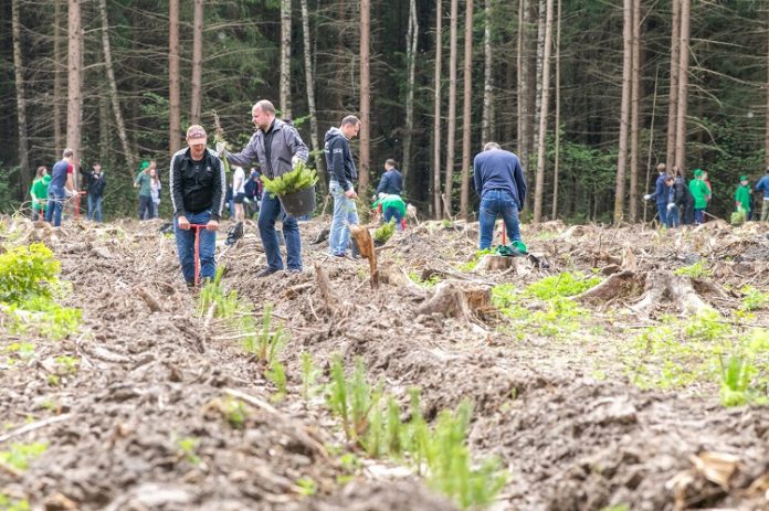 Участники акции «Лес Победы» в Городском округе Подольск высадили 20280 саженцев деревьев и кустарников