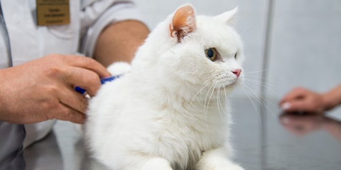 Жители Подольска смогут привить домашних животных от бешенства 28 апреля Жители Подольска смогут привить домашних животных от бешенства 28 апреля