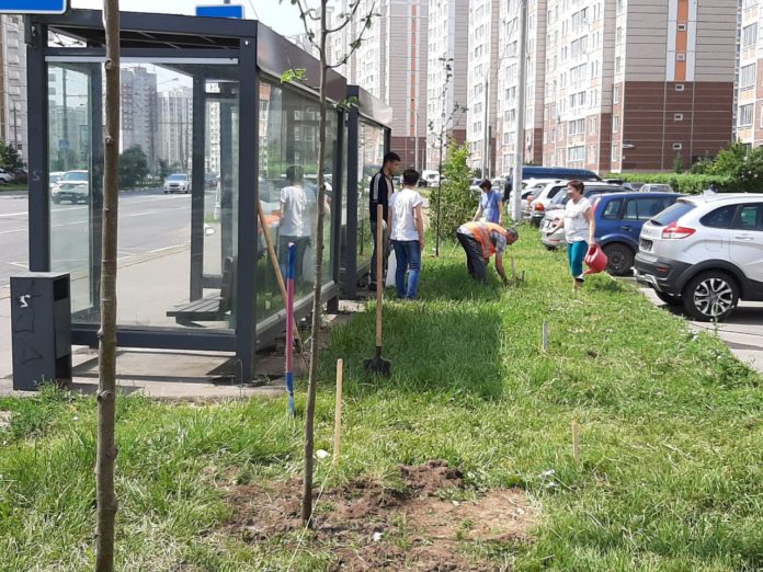 В Кузнечиках продолжается озеленение улицы Академика Доллежаля В Кузнечиках продолжается озеленение улицы Академика Доллежаля