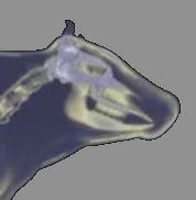 Ученые ВИЖ им. Л.К. Эрнста установили сохранение исторических компонентов в генотипе современных популяций холмогорского...