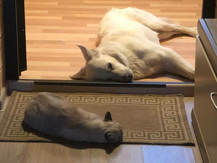 Владельцы домашних животных во время прогулки смогут вакцинировать своих питомцев