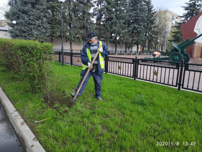 Более 25 кустов блестящего кизильника высадили в микрорайоне Климовск