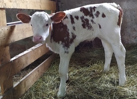 Первый в России клонированный теленок получен учёными ФНЦ ВИЖ им. академика Л.К. Эрнста