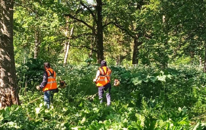 Борьба с опасным сорняком Борьба с опасным сорняком