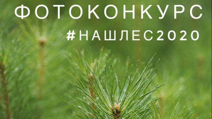 Жителей Большого Подольска приглашают к участию в фотоконкурсе в рамках экологической акции «Наш лес....