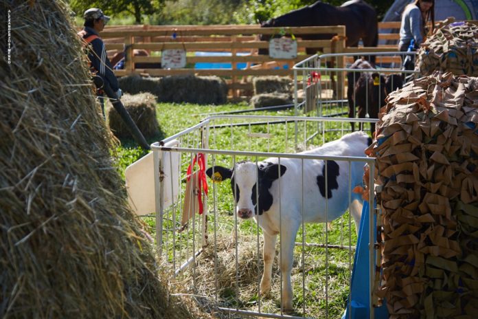 Организаторы Крестьянского дворика на фестивале “Славянское подворье” подготовили насыщенную программу Организаторы Крестьянского дворика на фестивале “Славянское подворье” подготовили насыщенную программу
