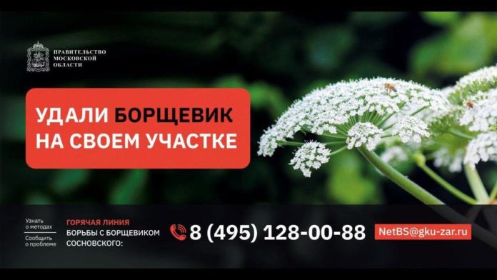 К сведению Подольчан: о необходимости удалить борщевик на своём земельном участке