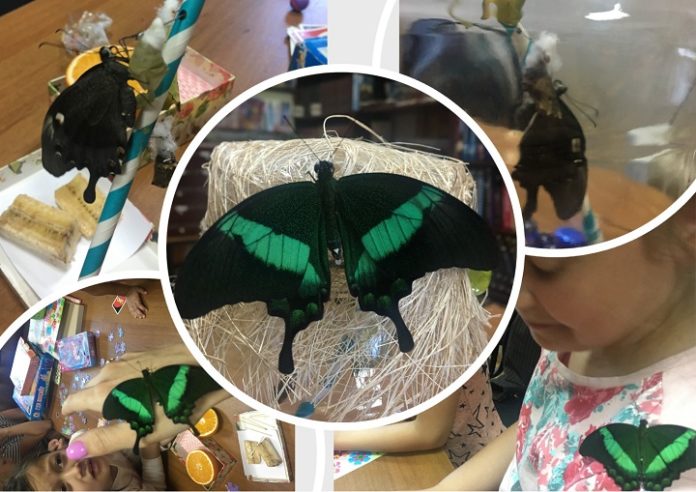 Махаон, адмирал, монарх и другие